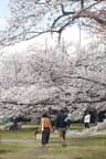 Why Join a Study Trip to Japan?
