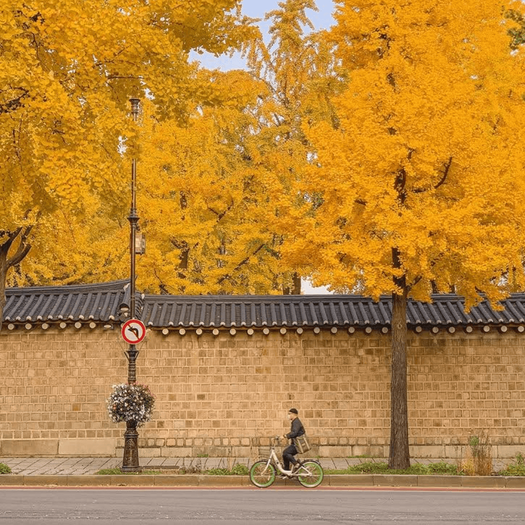 Japan Scholarships