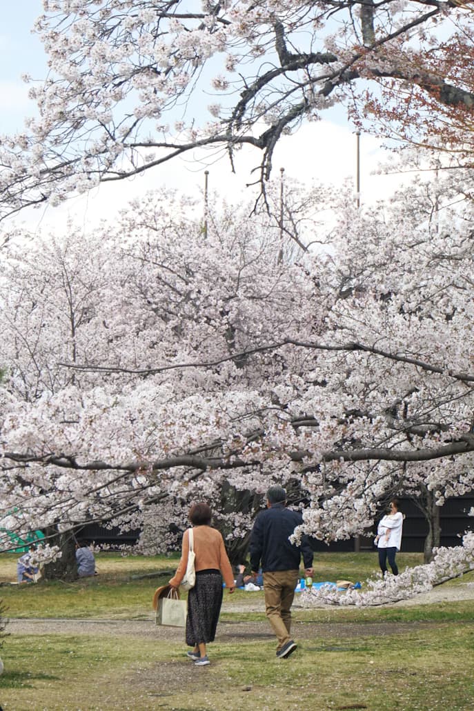 Nakamura Study Japan - Kenapa Harus Ikut Study Trip ke Jepang?