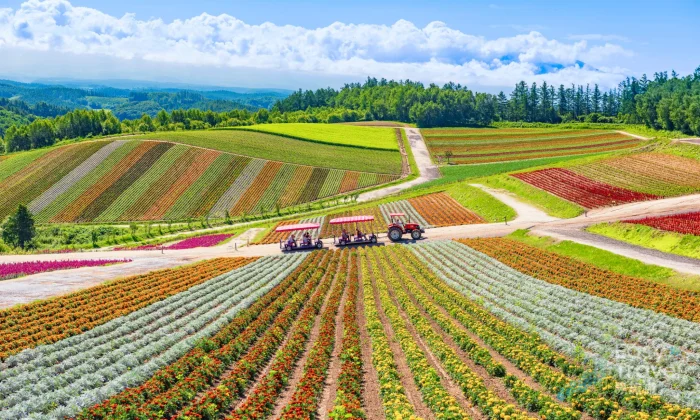Furano Lavender & Biei Blue Pond Day Tour