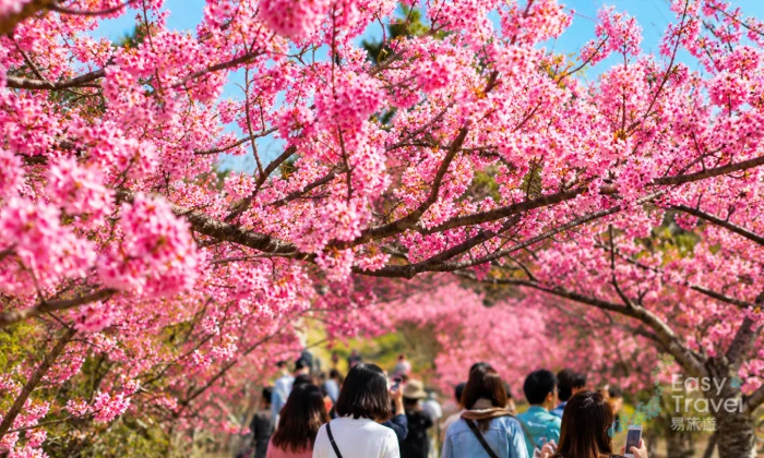 Japan's First Cherry Blossoms in North Okinawa