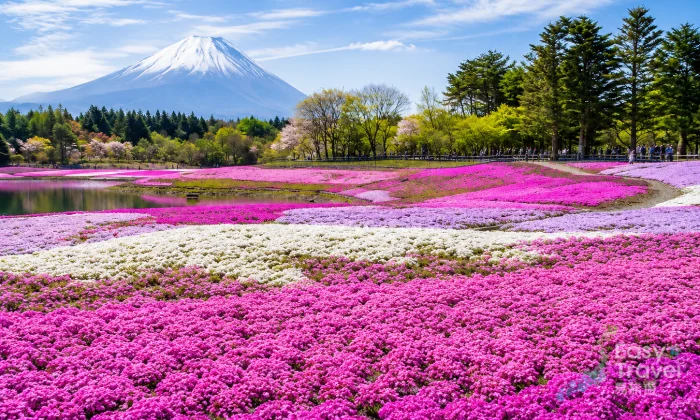 Shibazakura Pink Fields & Gotemba Outlets